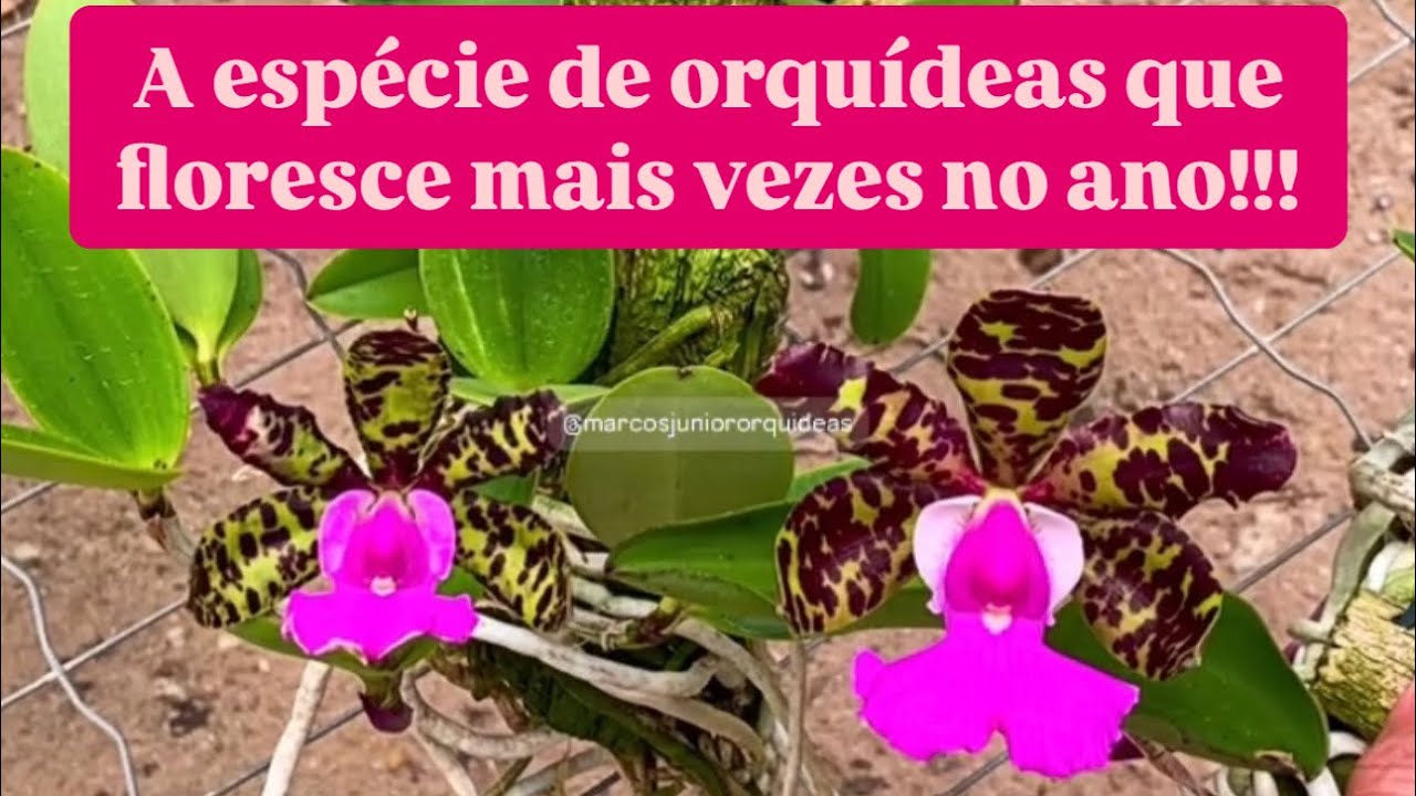 POR QUE CATTLEYA ACLANDIAE É A ORQUÍDEA QUE MAIS FLORESCE?