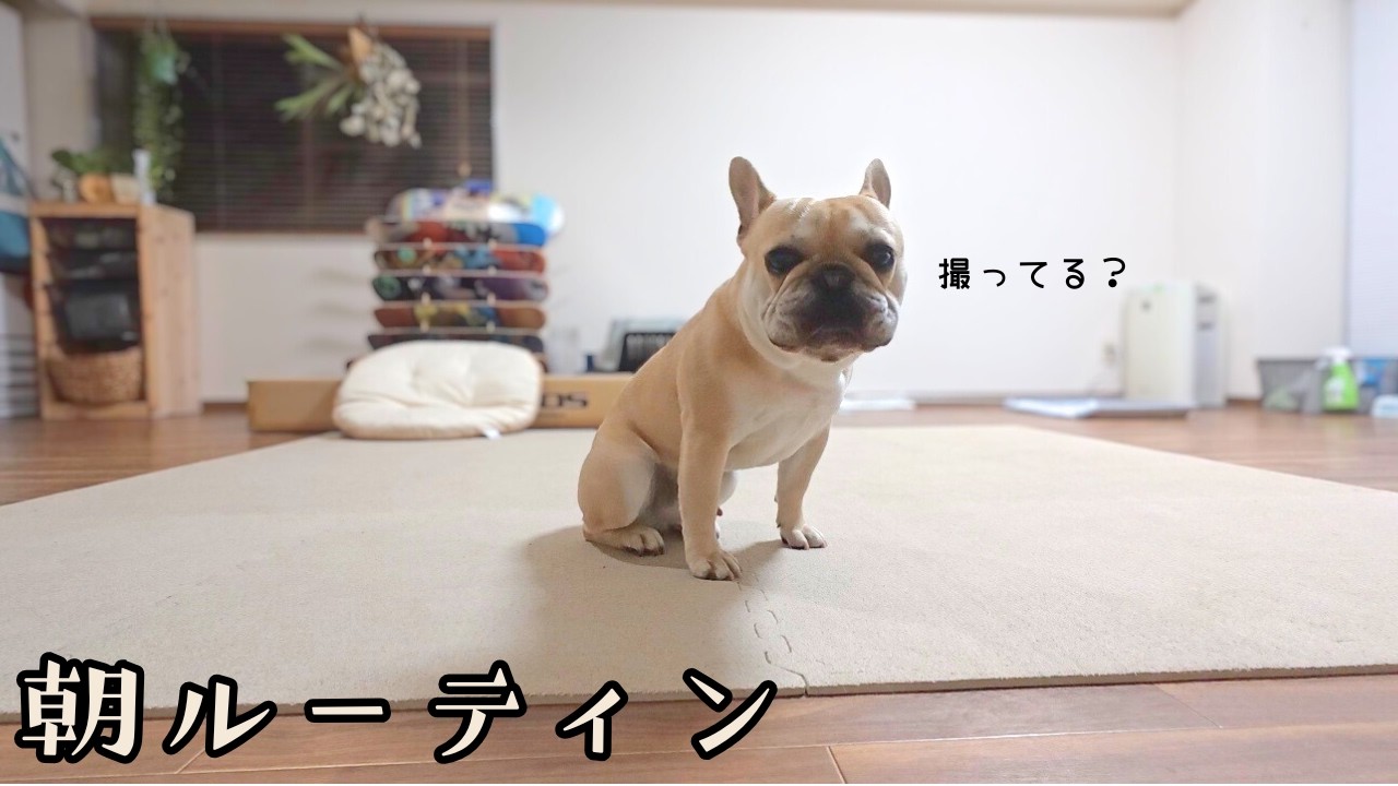 カメラが気になってサービスしちゃう！フレブルNicoの朝ルーティン　フレブルのNico フレンチブルドッグ　dog loves camera