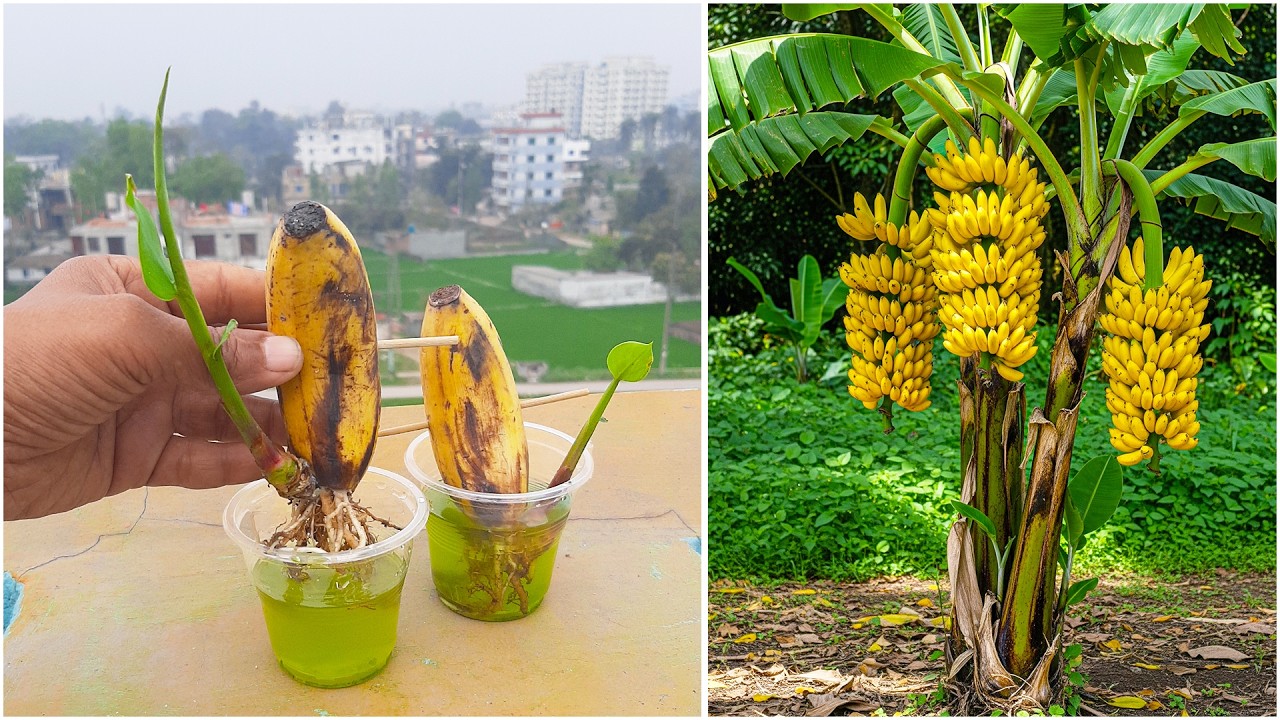 See how to grow banana plant at home from fruit | Simple propagation trick