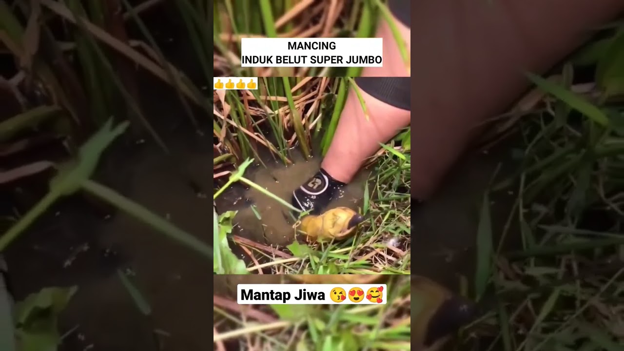 Mancing belut super besar
