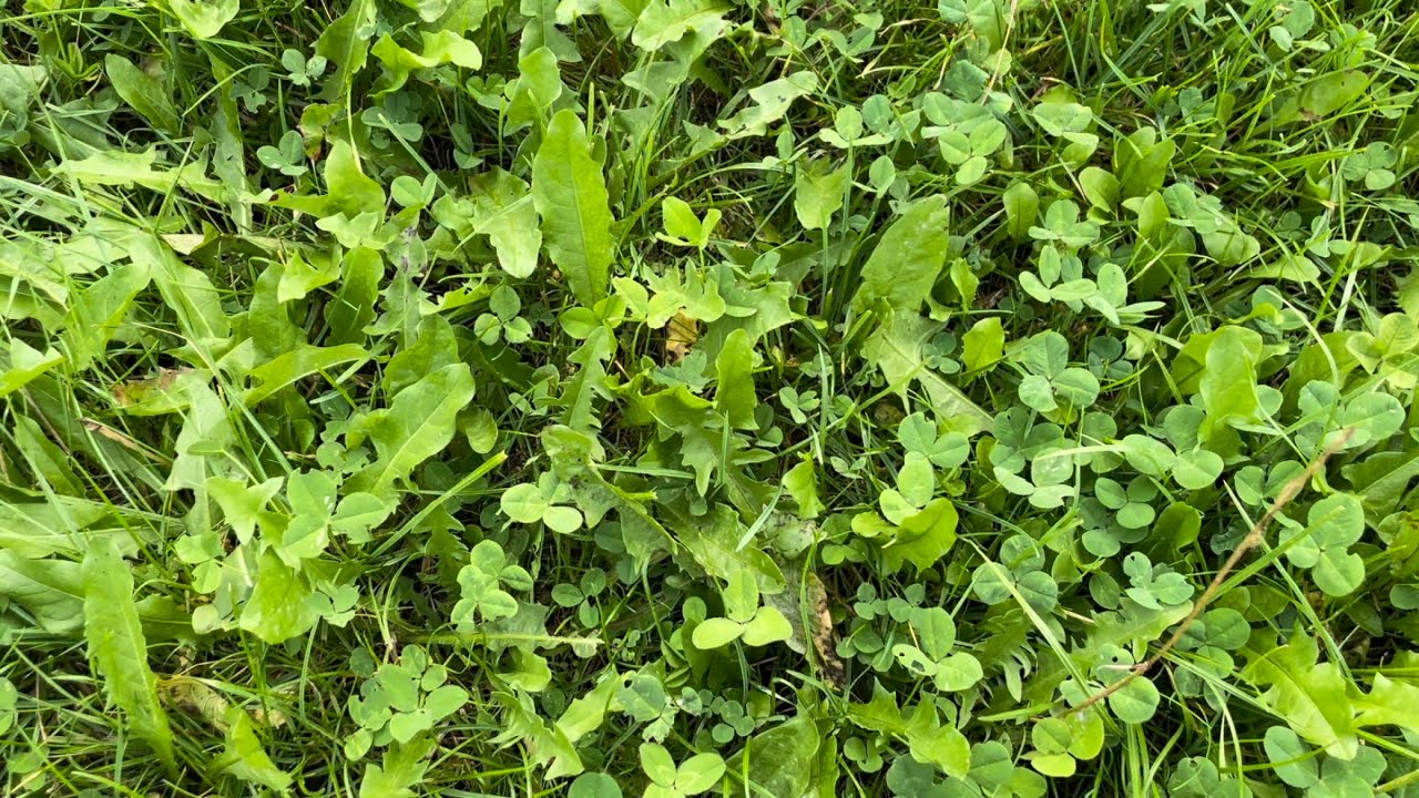 Doorzaaidemo Kruidenrijk Grasland