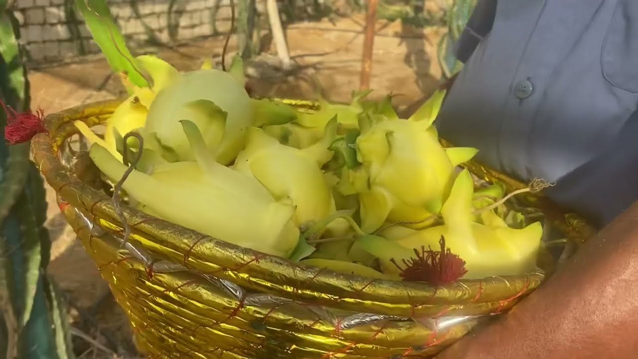 الحلقة ١٥٧ اكثر ٤ نوعيات إنتاجيه للدارجون فروت على الإطلاق The most prolific DF varieties