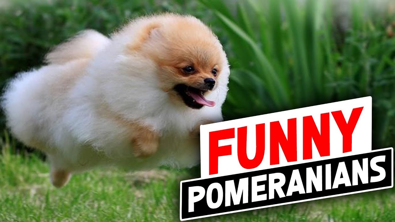Pomeranian Dog : Funniest And Cutest Pomeranian Dog Videos Compilation