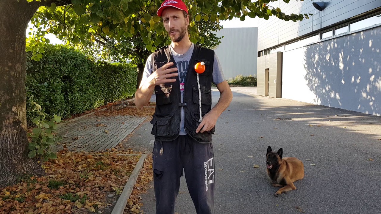 Eduquer son chien : Les différents jouets pour chien - berger malinois