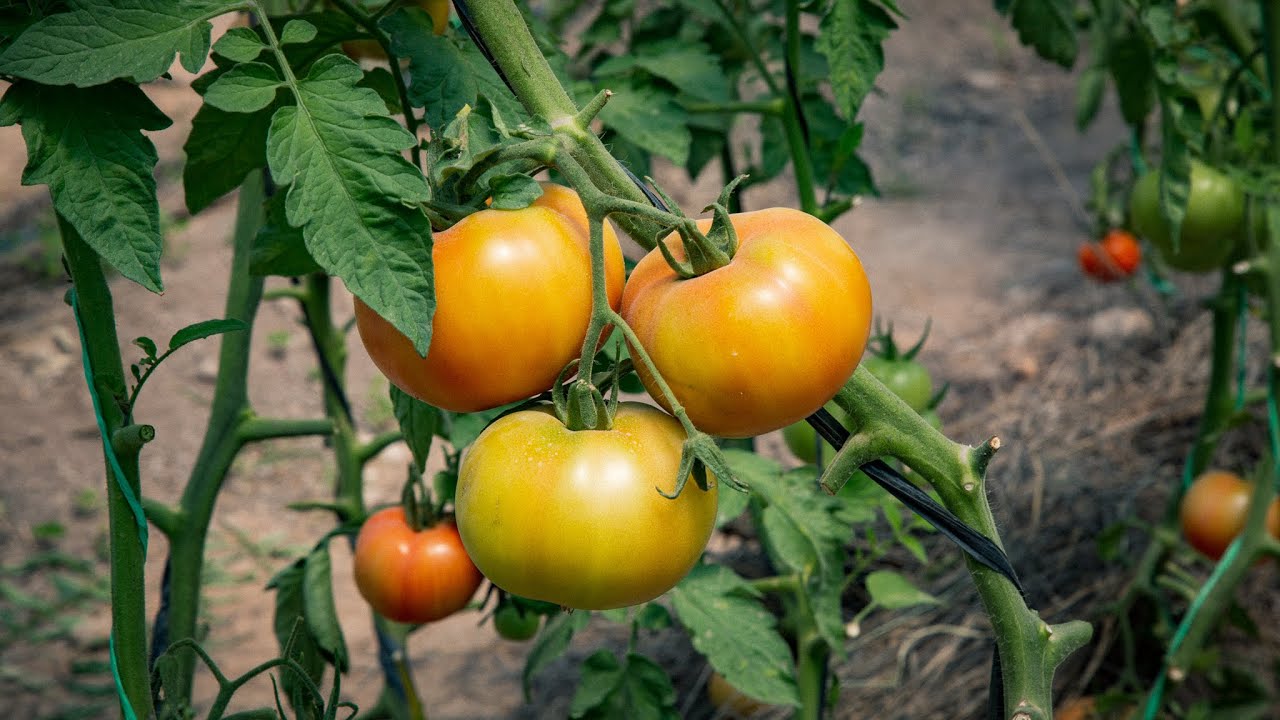 Cultivo de tomate en invernadero - Ayacucho