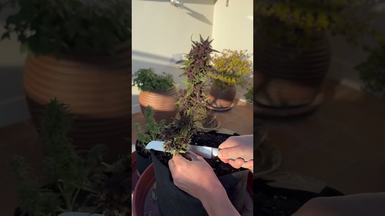 Срезаю red poison auto зимний урожай на террасе #winteroutdoor #terrace #weed #harvest #raw #pot