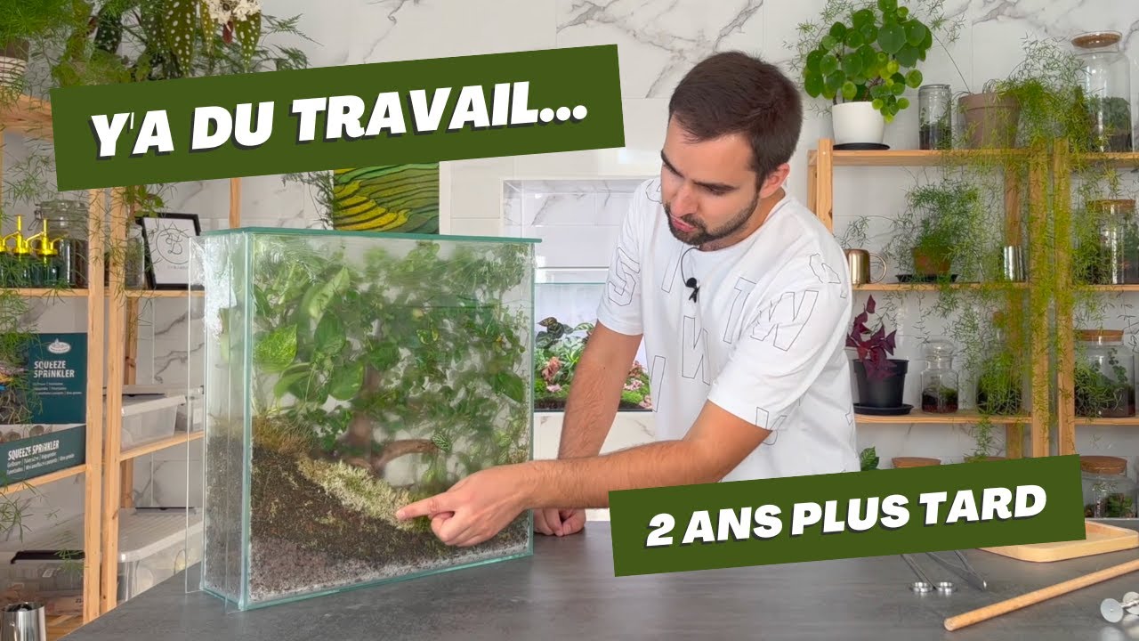 ✂️ J'entretiens l'un de mes plus vieux terrariums ! 🌿 (entretenir son terrarium)