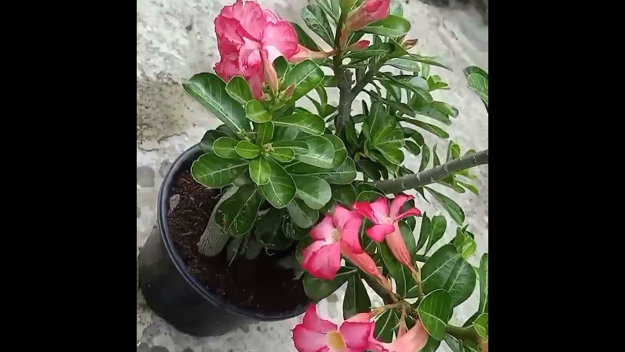 Adenium Arabicam