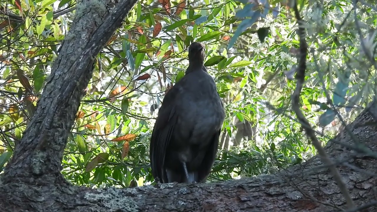 Lyrebird in the Blue Mountains, NSW, Australia, 17/9/24