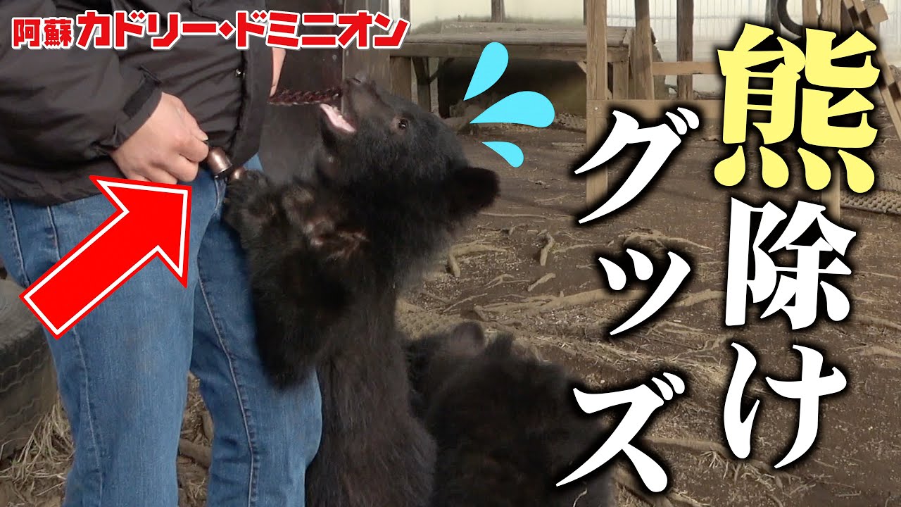 人間大好きな赤ちゃん熊に「熊よけの鈴」の音を聞かせたらすごいこと起こった…！