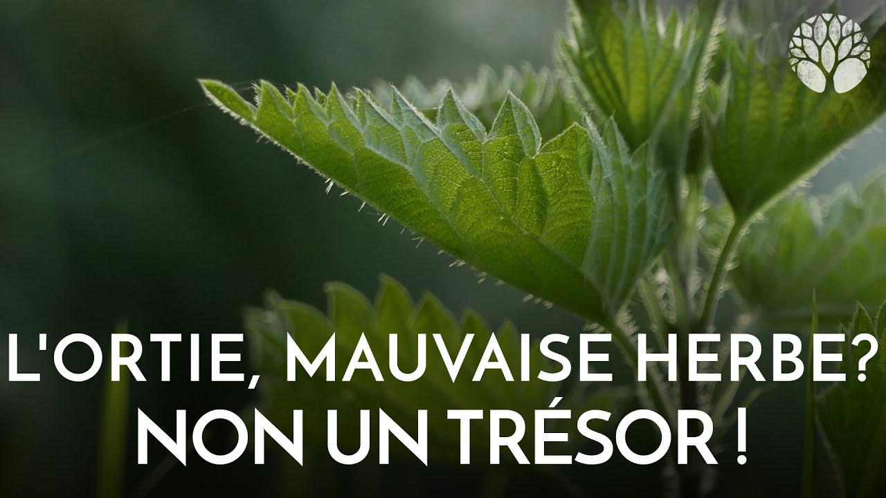 L'ortie, une mauvaise herbe ? Non, un tr&eacute;sor !