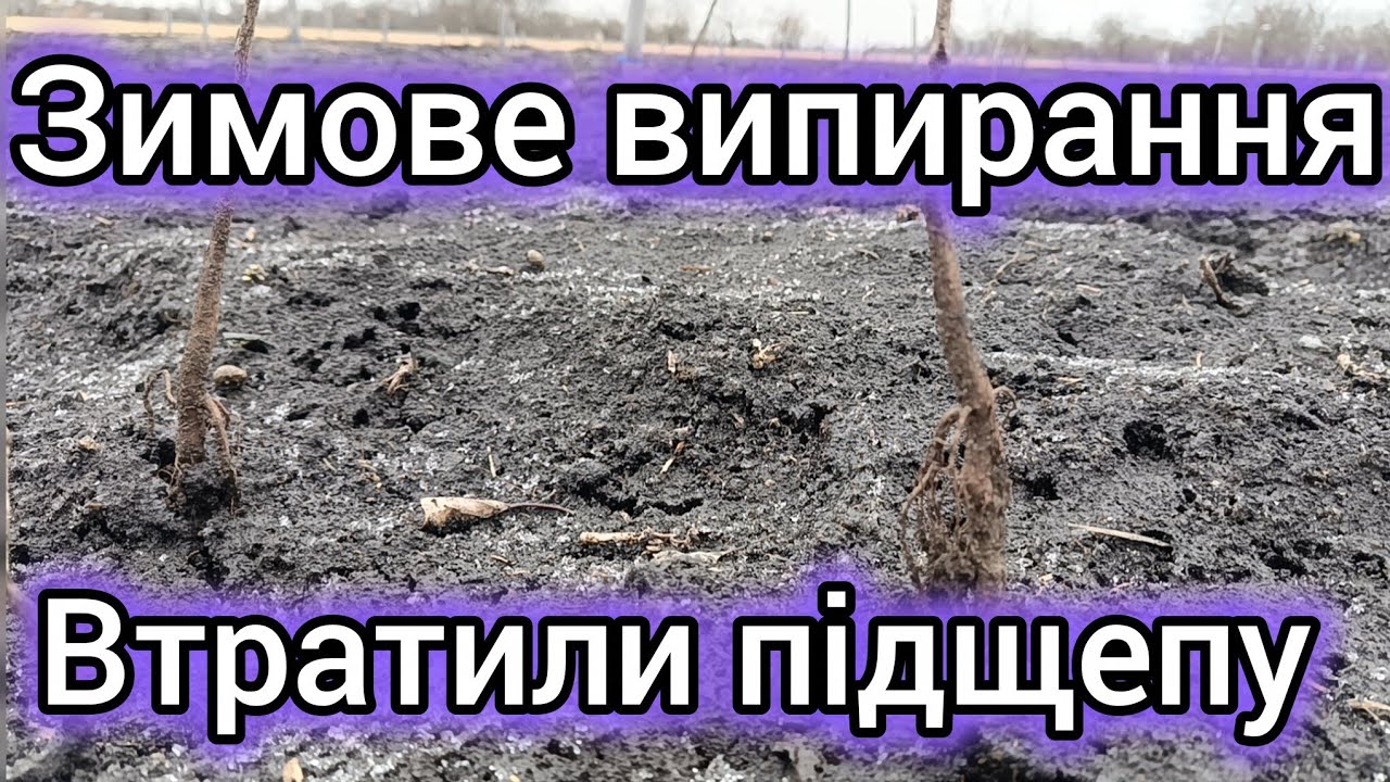 17.02.26. Ми втратили висаджену підщепу. Знову на ті самі граблі, в минулому році було аналогічно.