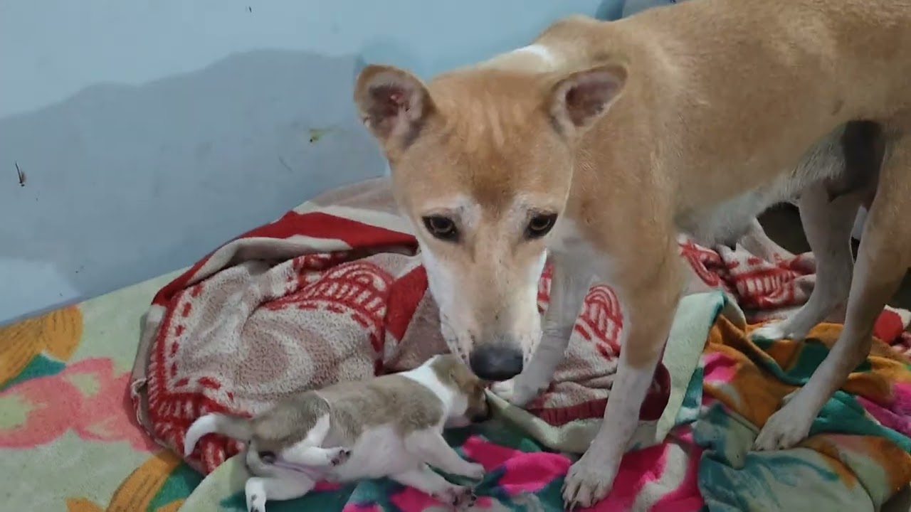New born cute puppy wonderful memories 