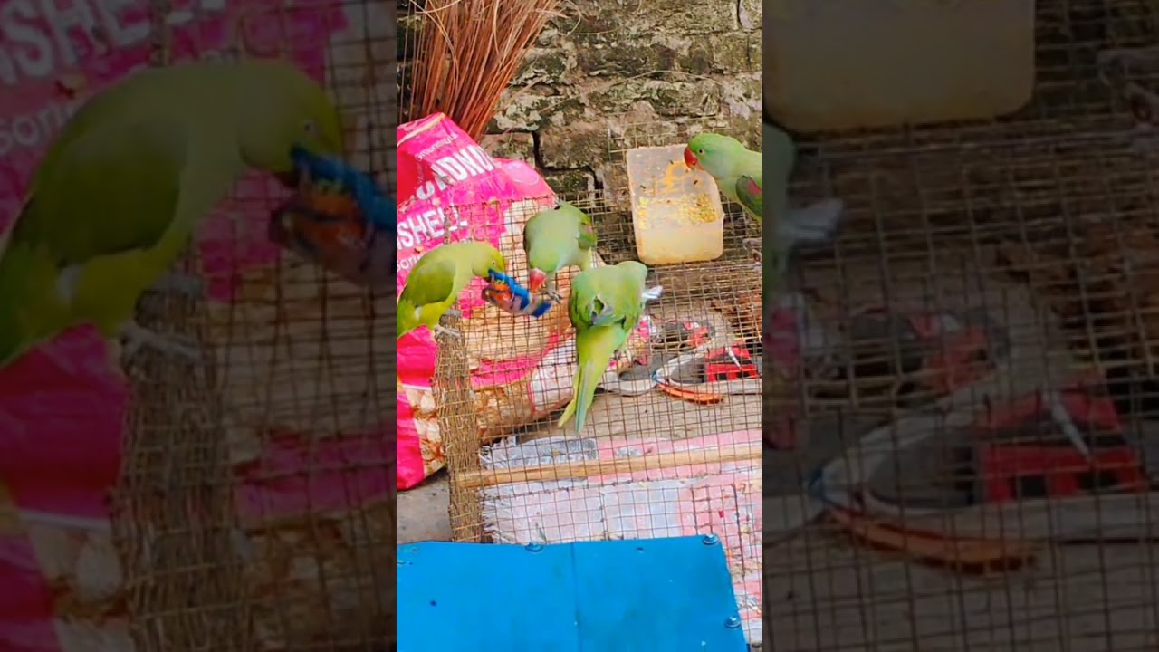 Mitthu ki Khatarnak video kamjor Dil Wale na dekhen like subscribe jarur Karen