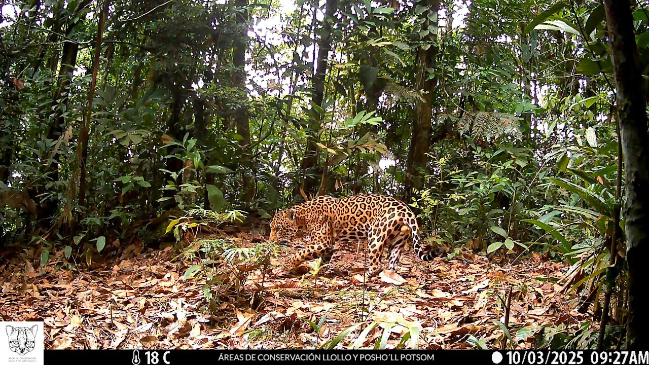 Fauna silvestre en las áreas de conservación Llollo y Posho'll Potsom - Diciembre 2025