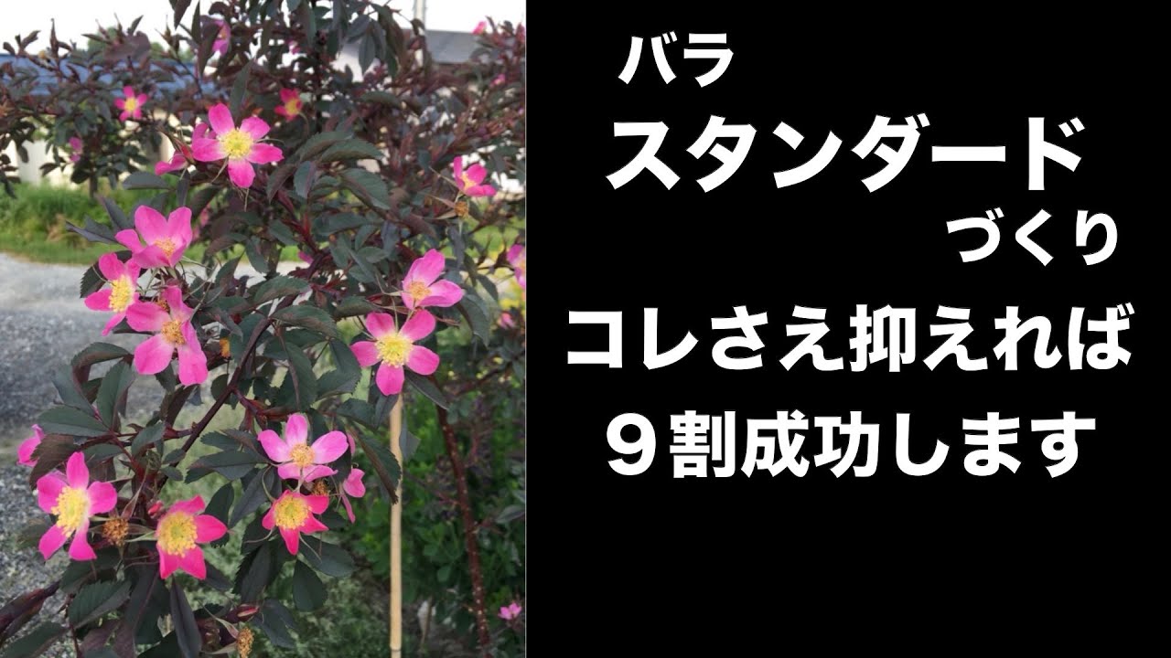 スタンダード仕立て　台木・芽接ぎ・管理方法を改めて解説します！