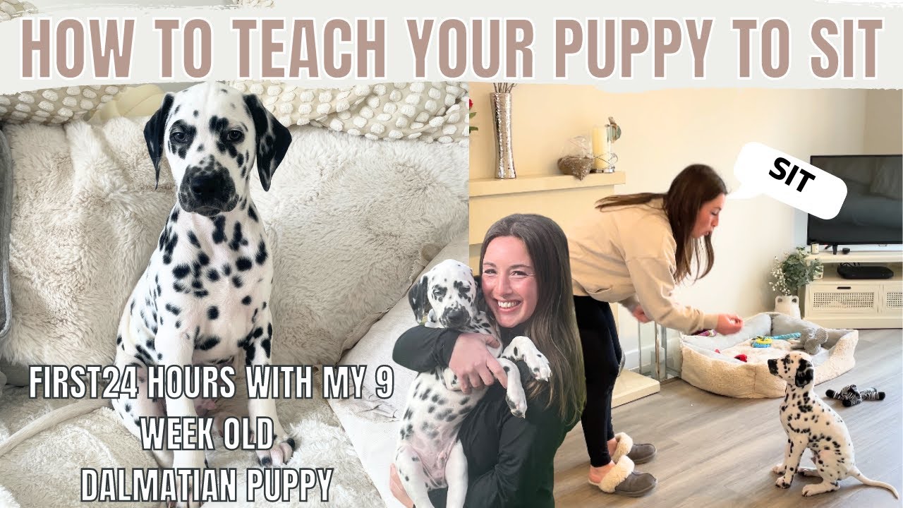 PICKING UP MY DALMATIAN PUPPY! | HOW TO TEACH YOUR PUPPY TO SIT | THE FIRST 24 HOURS WITH MY PUPPY🐶