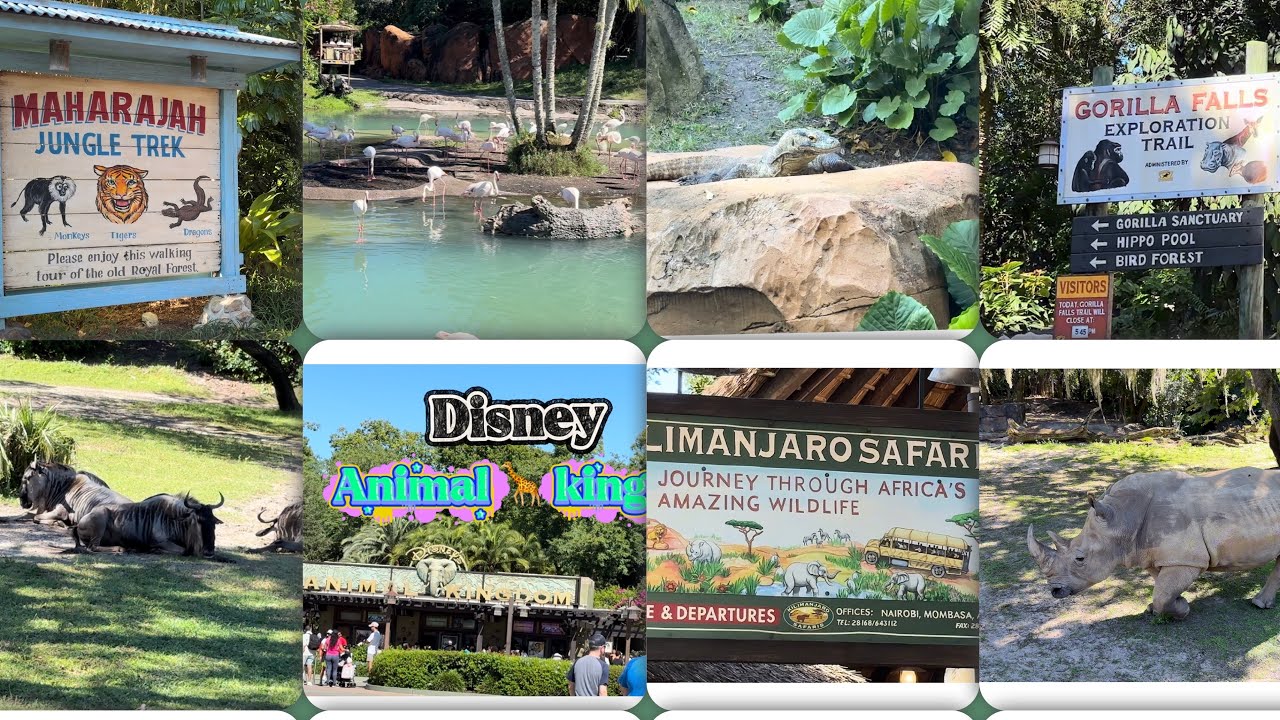 Disney’s Animal Kingdom | Kilimanjaro Safari | Maharajah Jungle Trek | Gorilla Falls | Disney World