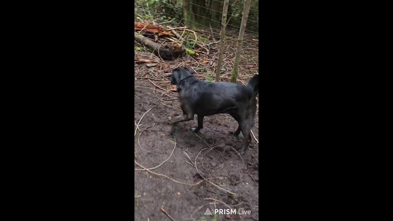 Cool day at the dog park