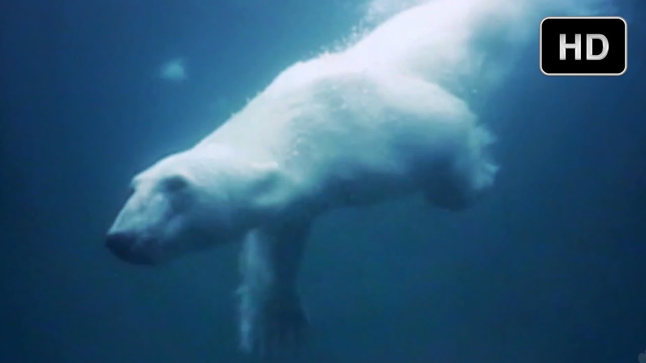 To The Arctic -The Extremes of IMAX 3D Underwater Movie-Making