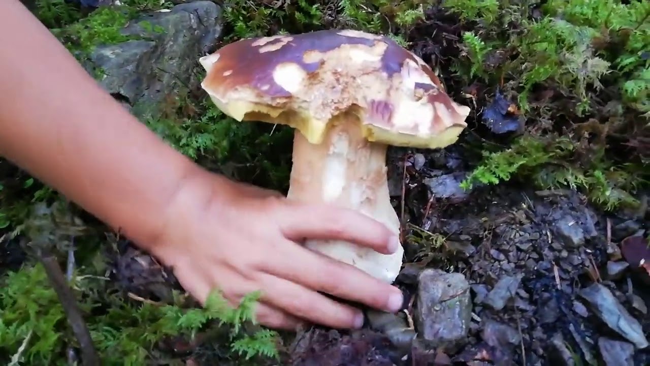 Boletus Edulis (Cep, Sureny....)
