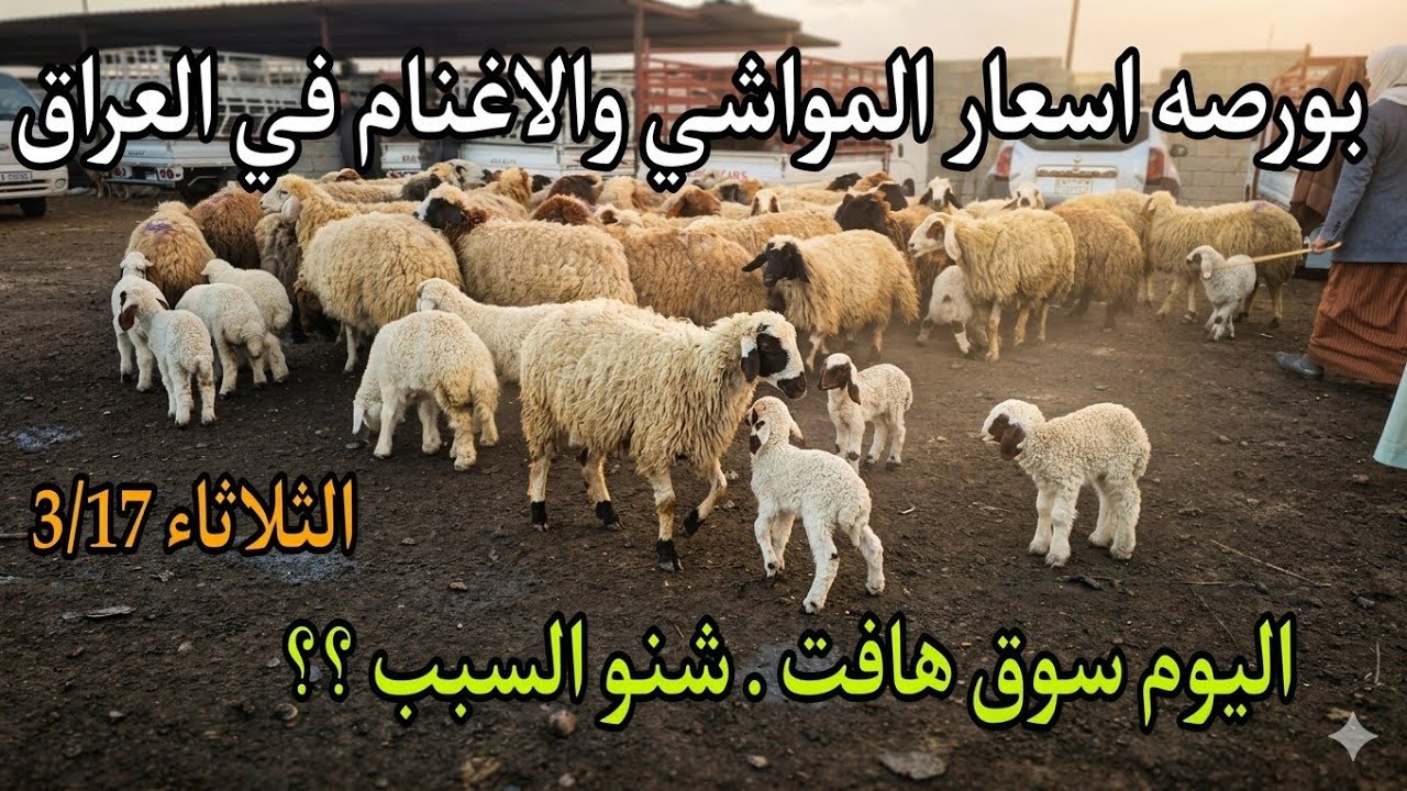 بورصة اسعار المواشي و الاغنام في العراق . جوبه حلال التاجي في بغداد يوم الثلاثاء 3/17 ليوم سوق هافت؟