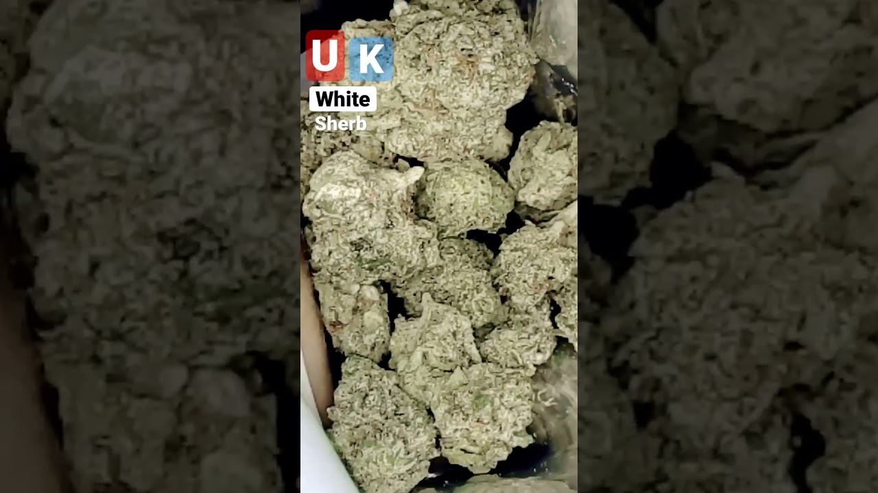 Uk white sherb 🇬🇧#fyp #shorts #greenteam #rapperweed #weed #gas #cali #bud