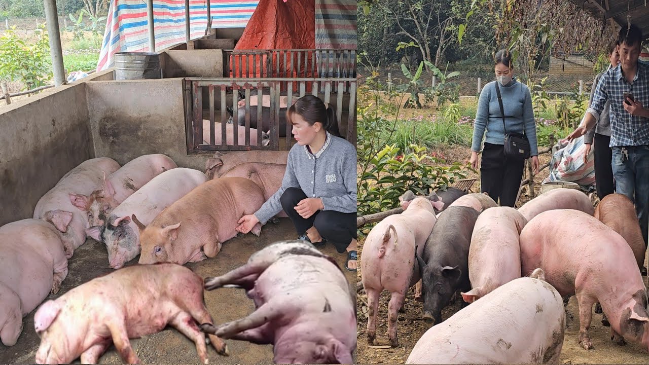 Foot and mouth disease has attacked my pigs. ( Ep 330 )