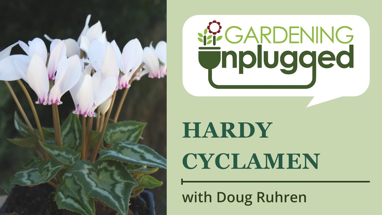 Gardening Unplugged - Hardy Cyclamen with Doug Ruhren
