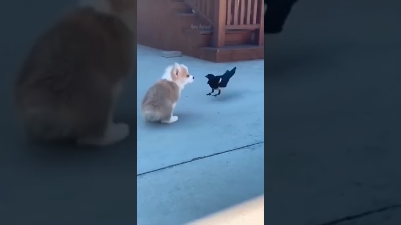funny videos about dogs and cats million views on latest tiktok 2023