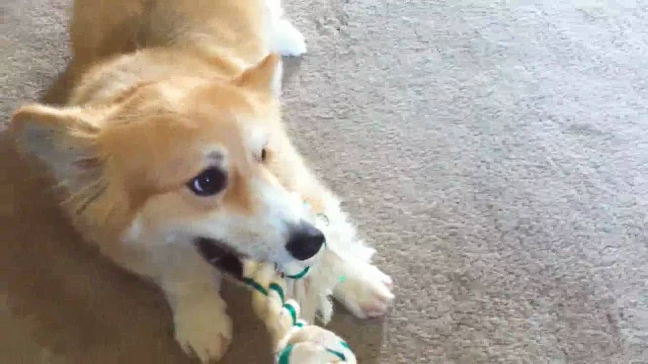 Frankie the Fluffy Corgi Plays Tug with His New Rope Bone