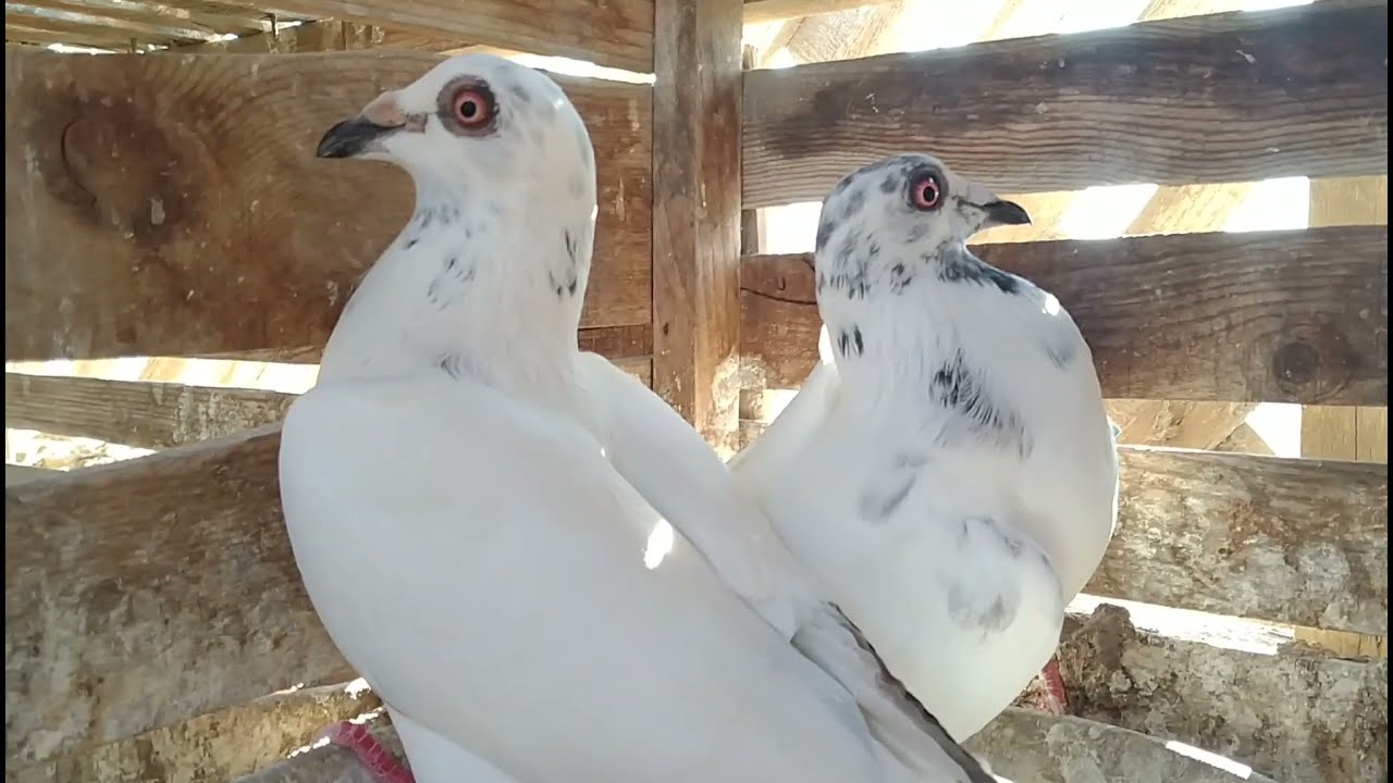 شاهد احدث حمام كرزليات،،،،،العناني،،،،