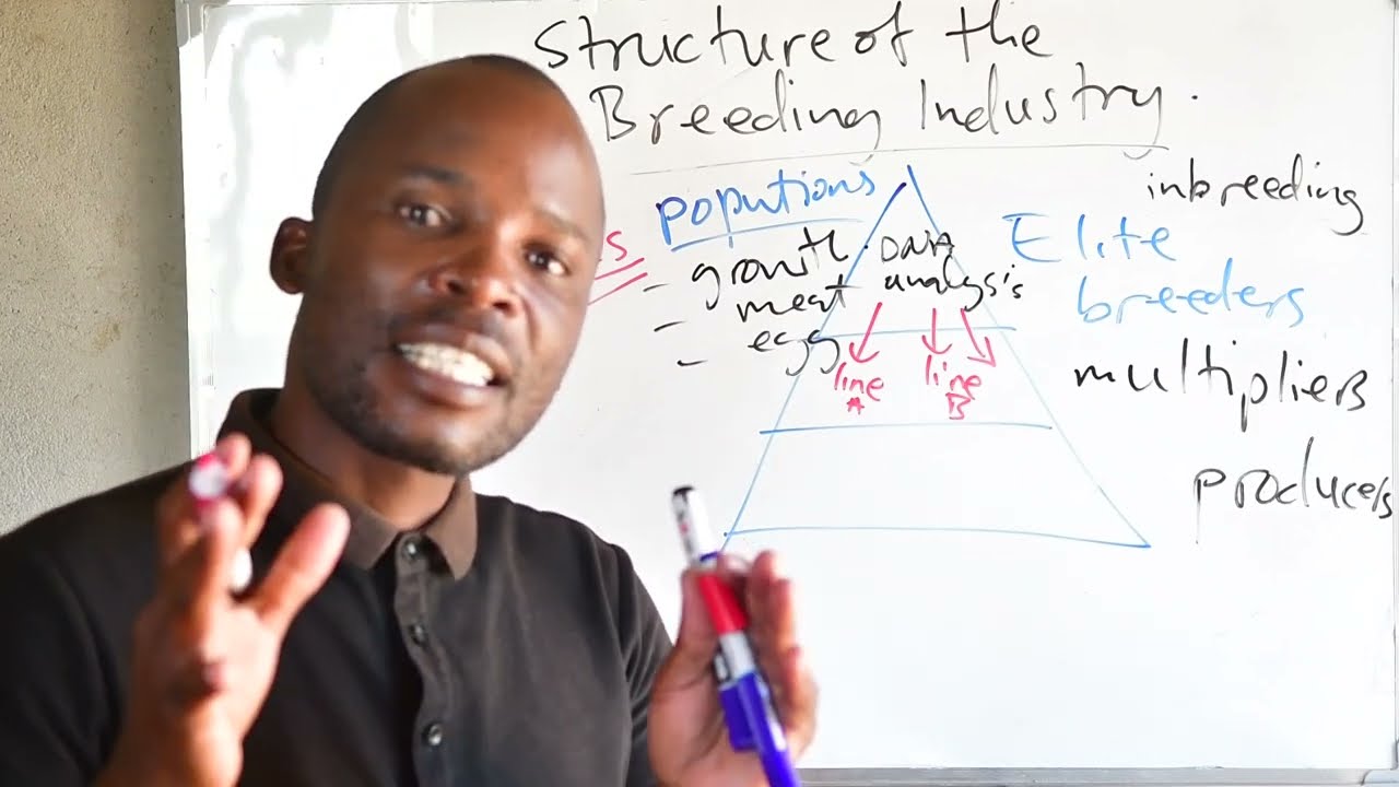 Animal Breeding Industry Structure: Zimbabwean Discussion.