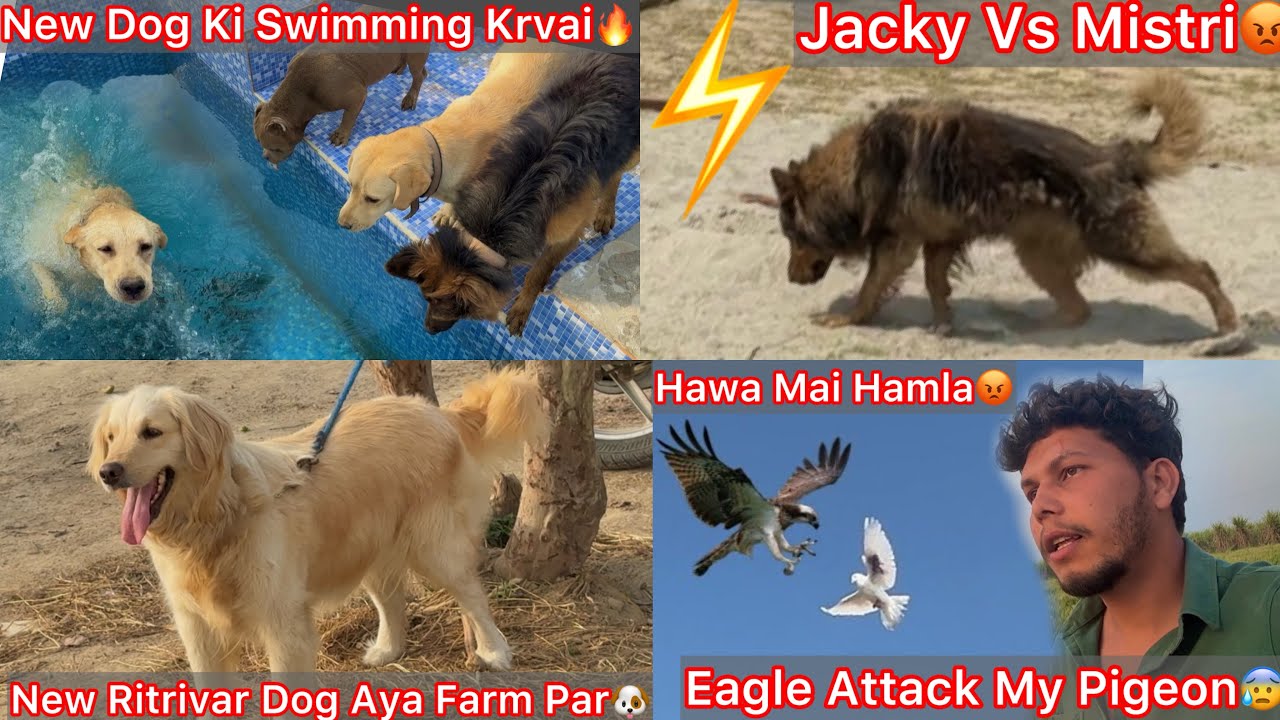 New Dog Ki Swimming Krvai Pool Mai🔥Eagle N Attack Krdea Pigeon Gang Pr😨New Golden Retriever Dog Aya🐶