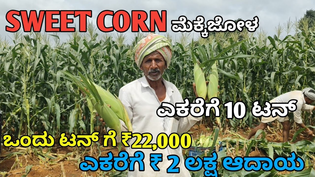 SWEET CORN ಮೆಕ್ಕೆಜೋಳ | ಕೇವಲ 75 ದಿನದಲ್ಲಿ ₹2ಲಕ್ಷ ಆದಾಯ | ಒಂದು ಟನ್ ಗೆ ₹ 22,000