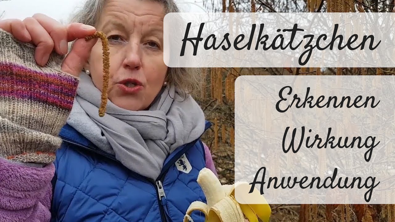 🌻 Haselnusskätzchen essen - Baumblüten erkennen und sammeln / Wirkung & Anwendung