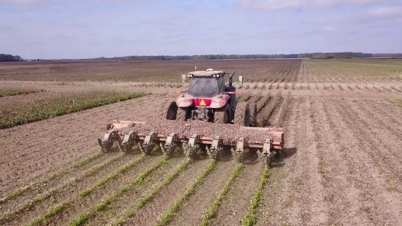 Cutting Cotton Stalks