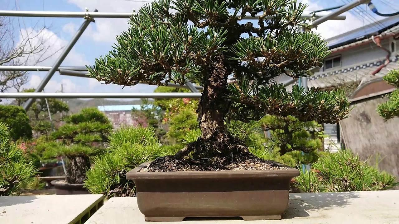 Deferences among Black pine, Kotobuki, Senjumaru