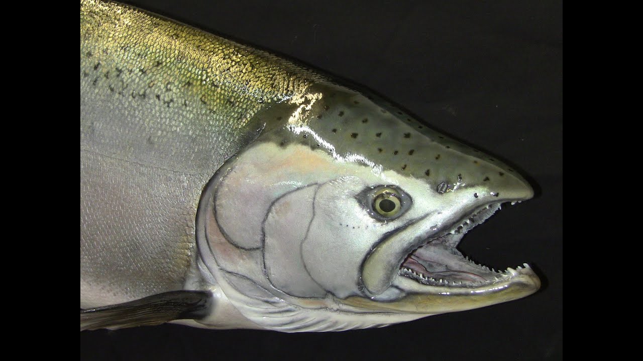 King Salmon Reproduction2015
