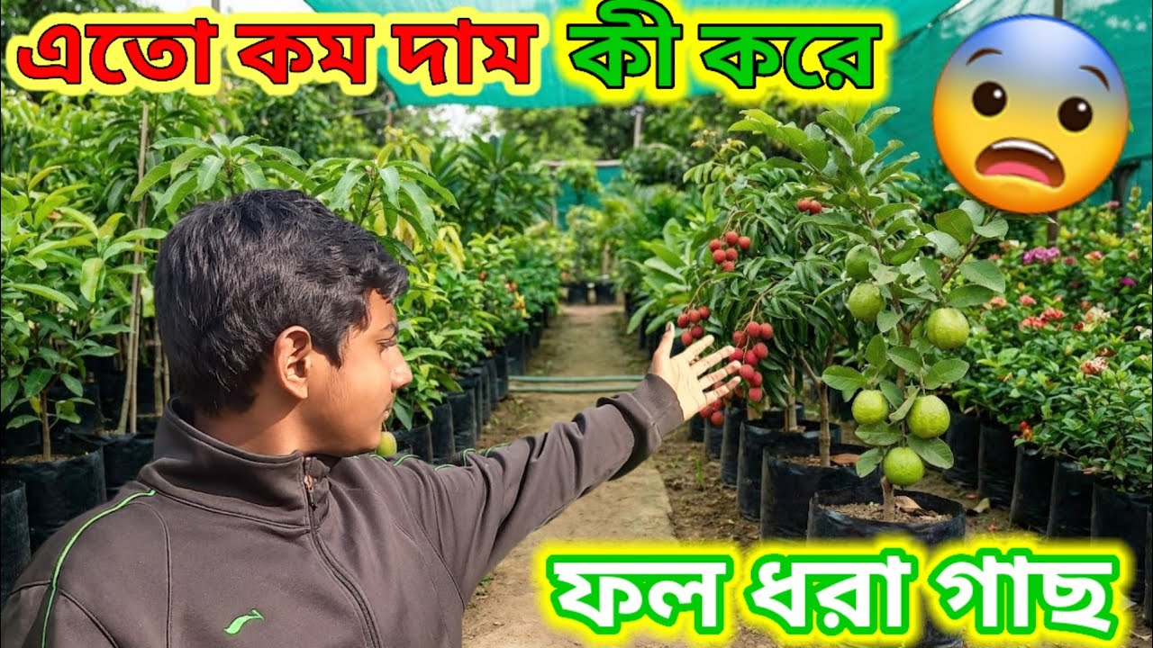 হাজার টাকার গাছ মাত্র ১৫০! নিউ সুহানা নার্সারির গোপন অফার  New Suhana Nursery