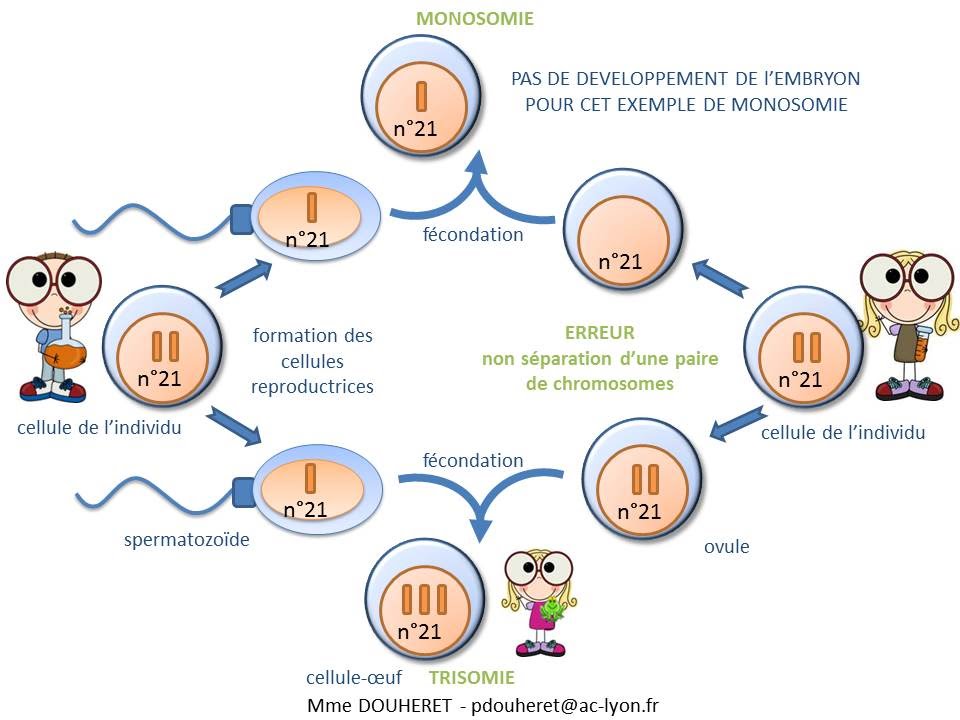 SVT - cours - origine d'une anomalie chromosomique: trisomie ou monosomie