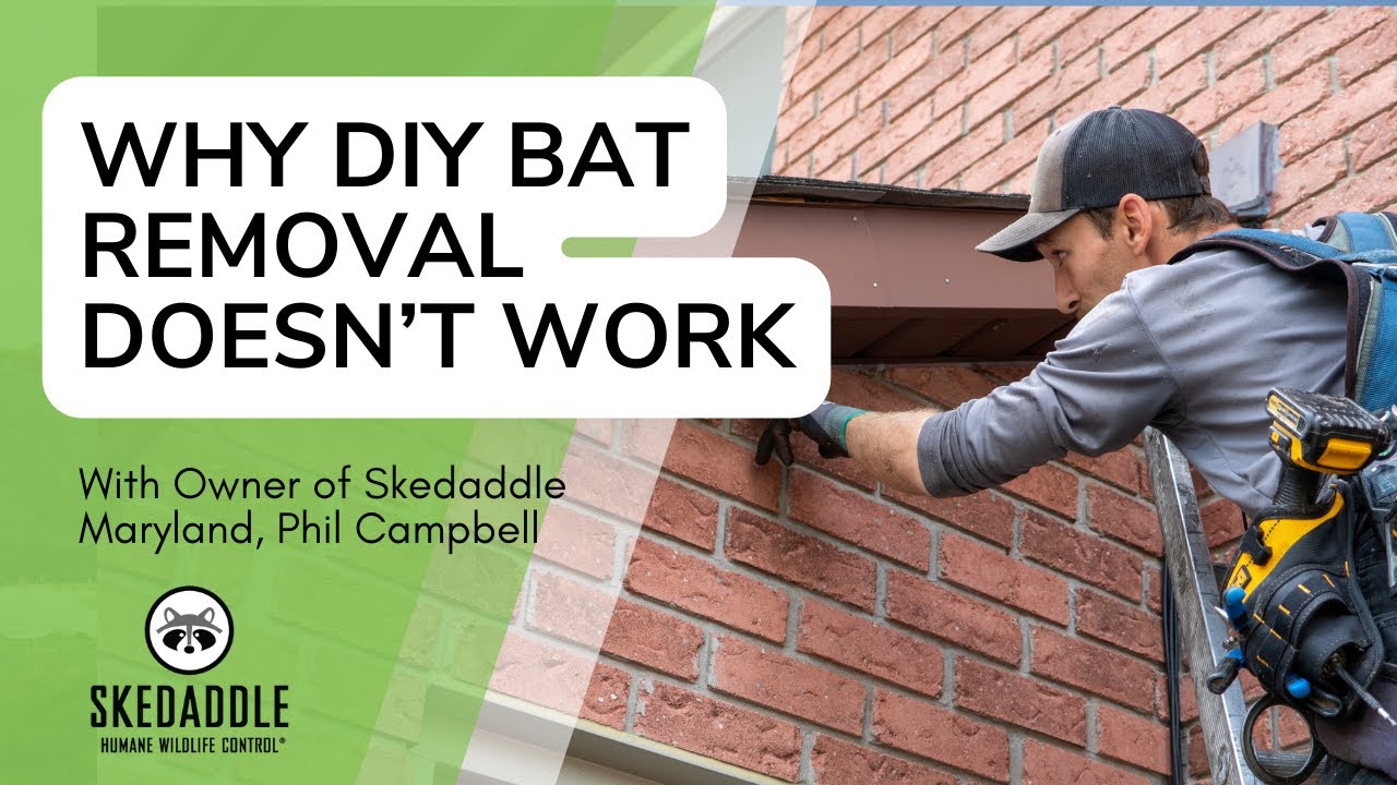 Phil Campbell On The Dangers Of DIY Bat Exclusion | Skedaddle Humane Wildlife Control