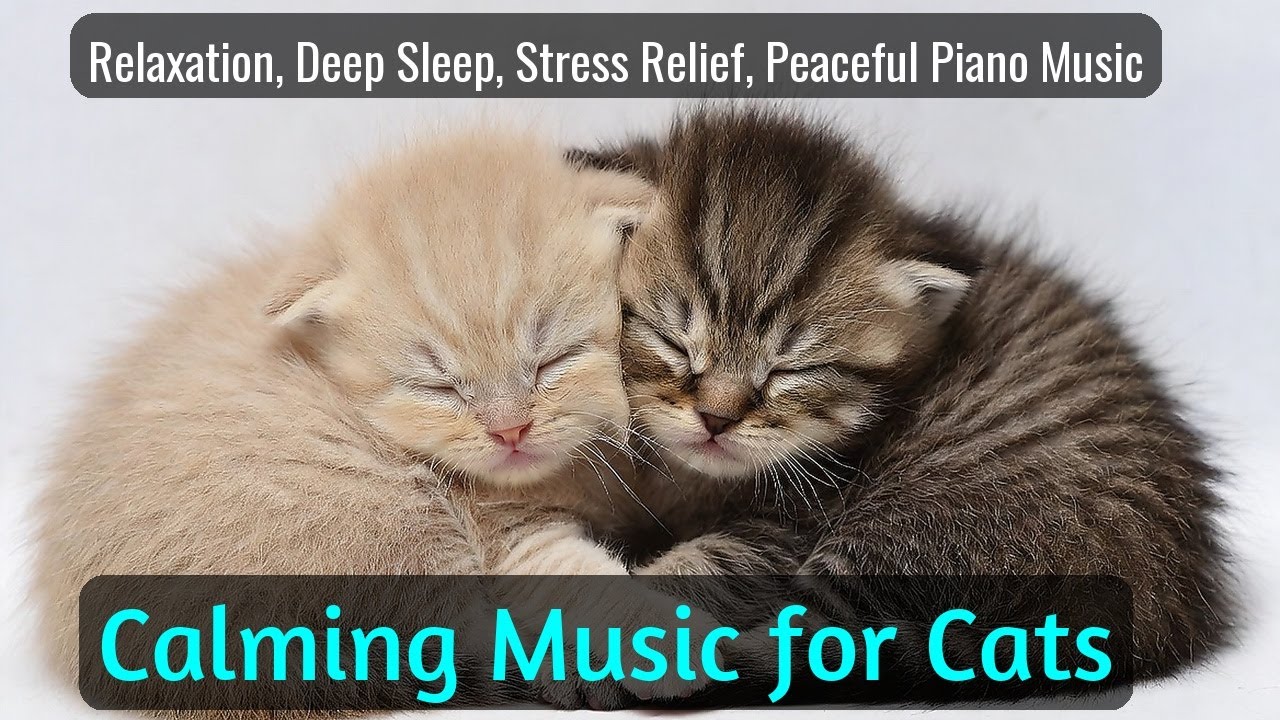 Calming Music for Cats - Relaxation, Deep Sleep, Stress Relief, Peaceful Piano Music | Season 55