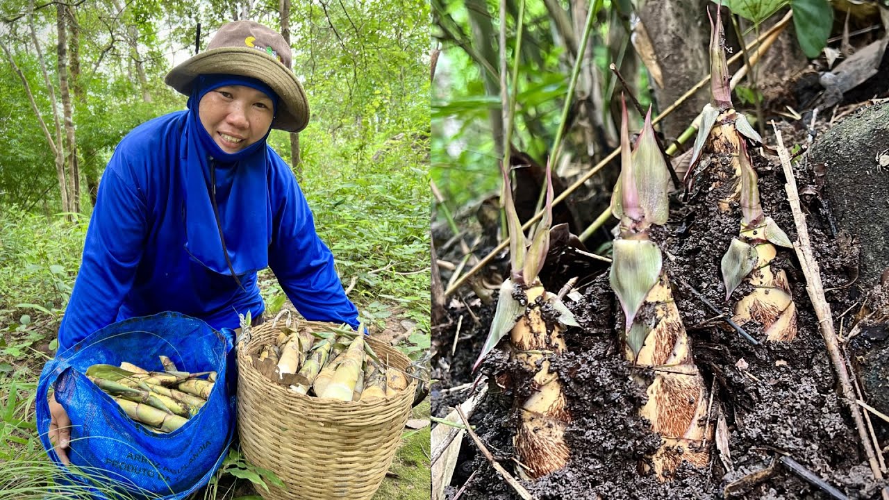 ขึ้นภูเขาสูง หาหน่อไม้ไร่  ป่านี้มีแต่หน่อใหญ่ๆทั้งนั้น เยอะสุดๆ