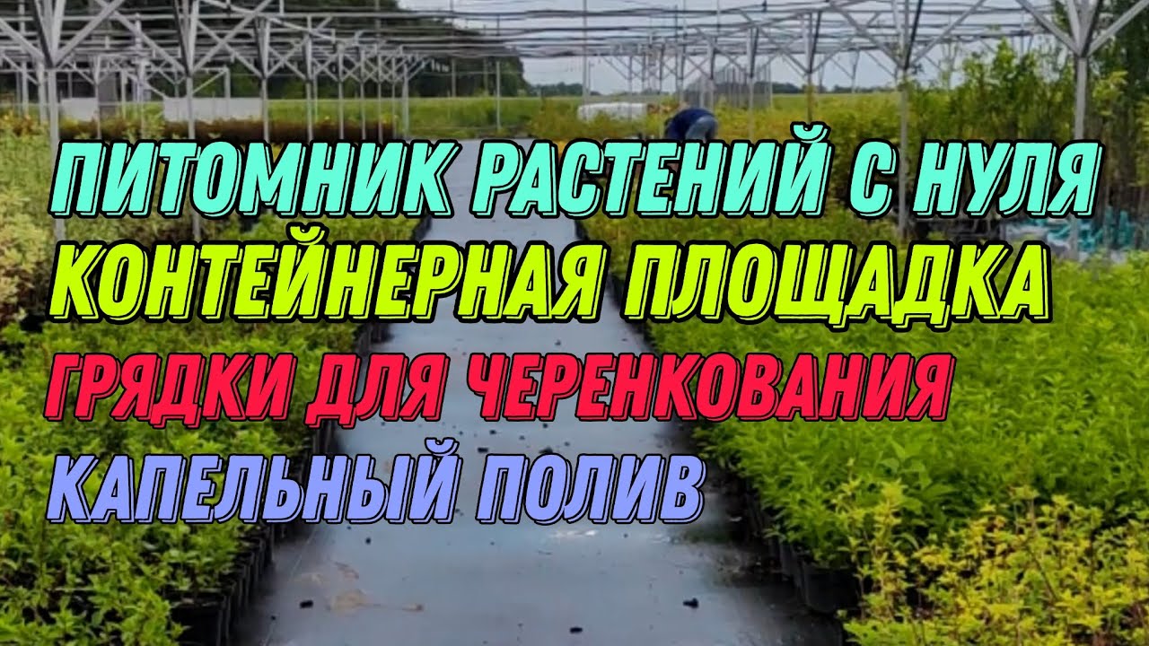Питомник растений с нуля. Контейнерная площадка. Грядки для черенкования. Капельный полив.