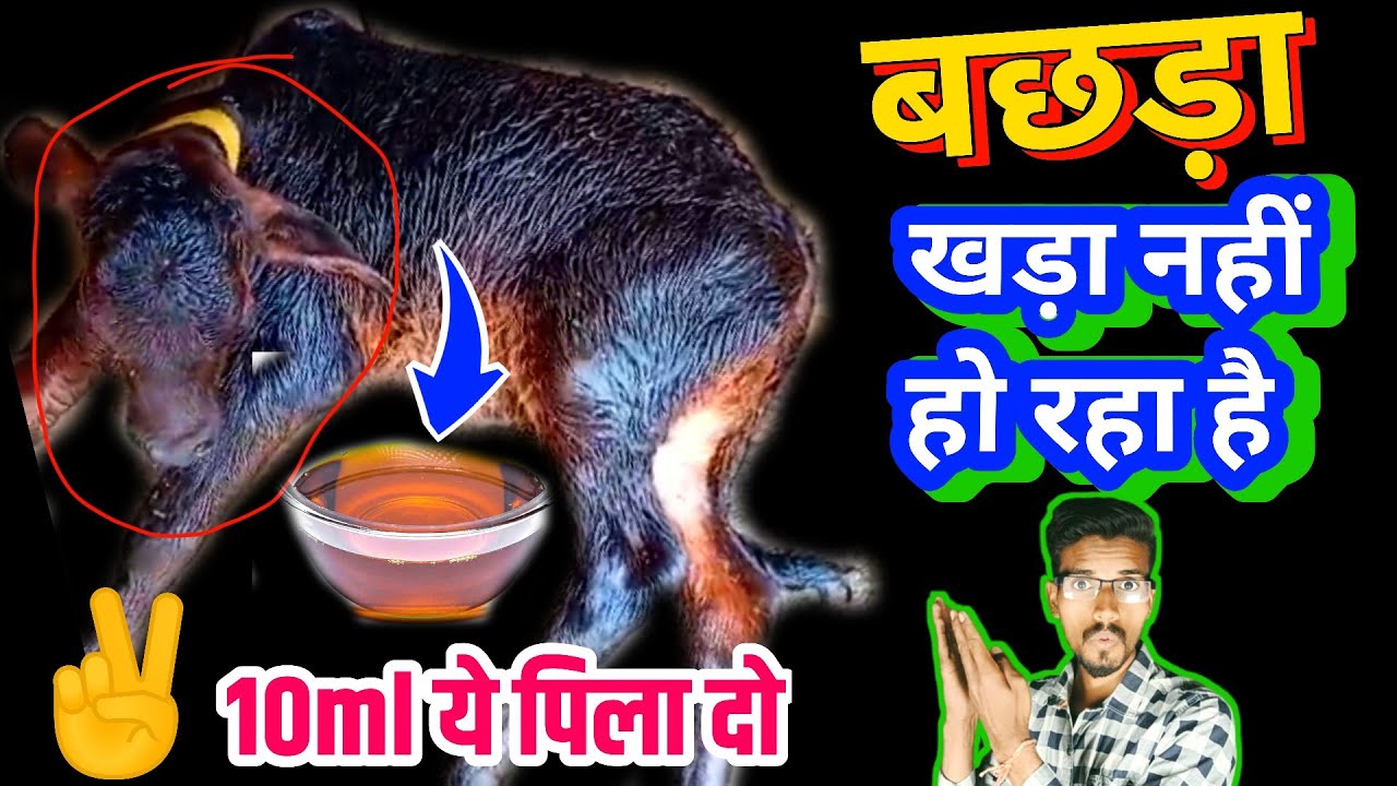 🐄बछड़ों का खड़ा नहीं होना | calf unable to stand | लवारा खड़ा नहीं हो रहा है  | Hada vets club ||