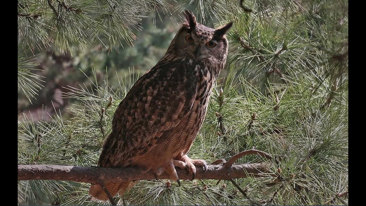 Korea eagle owl 수리부엉이