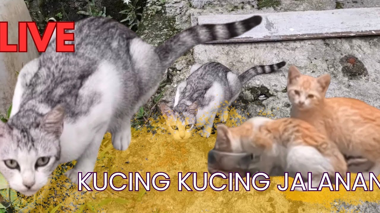 LIVE KUCING JALANAN PARA PENUNGGU PASAR RAKYAT