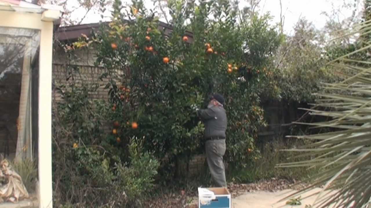 A 3 Minute Citrus Harvest in Florida