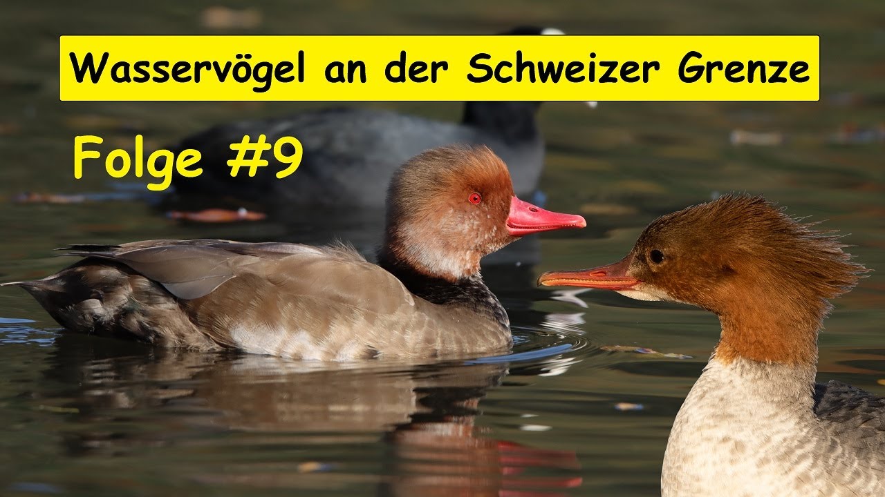 Wasservögel an der Schweizer Grenze / Kolbenente, Gänsesäger, Zwergtaucher uvm. [VLOG und Tiervideo]